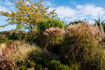 Piękne, duże ozdobne trawy w jesiennym ogrodzie, miscant, rozplenica japońska © Beenis