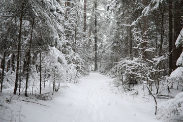 Winter landscape. Forest under the snow. Winter in the park.