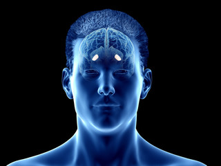 3d rendered medically accurate illustration of the brain anatomy - the lateral globus padillus