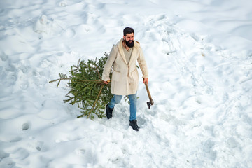 Bearded man is carrying Christmas tree in the wood. Christmas tree cut. Merry Christmas and Happy Holidays. Young lumberjack bears fir tree in the white snow background.