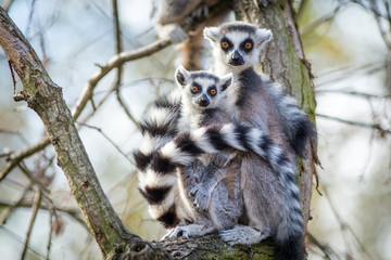 Lemur catta portrait  © jurra8