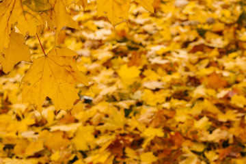 Beautiful yellow maple leaves, close  up