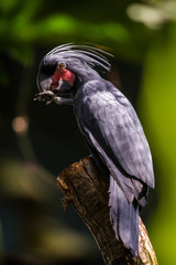 palm cockatoo