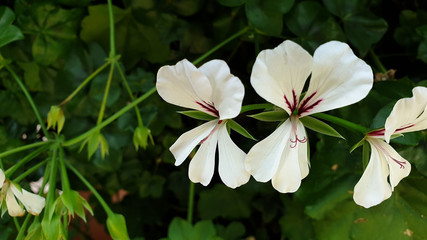 white flowers in garden
