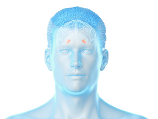 3d rendered medically accurate illustration of the brain anatomy - the lateral globus padillus