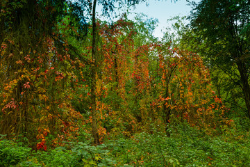 beautiful forest path in sunny autumn