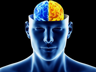 Obraz premium 3d rendered medically accurate illustration of the two brain hemispheres