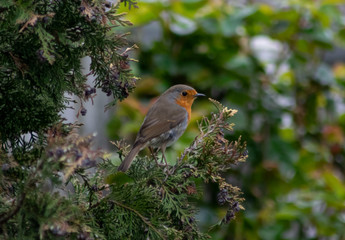 Robin - Garden Bird