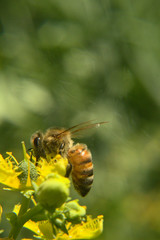 abeja en flor, bee on flower
