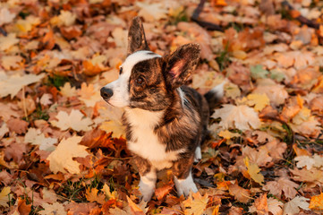 Closeup portrait of Welsh Corgi dog looking at camera in autumn background. Dog on autumn leaves. Banner