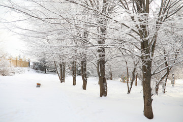 Winter Park. Landscape in snowy weather. January.