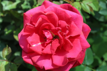 pink rose in garden