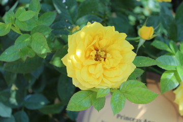 Beautiful Yellow Rose