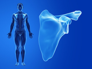 3d rendered medically accurate illustration of the human scapula