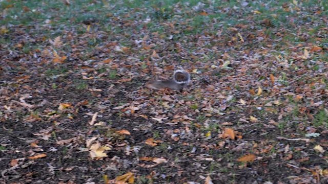 Grey Squirrels playing in Autumn and Fall, Foraging squirrels get chased by dogs and climb trees, Victoria Park, London
