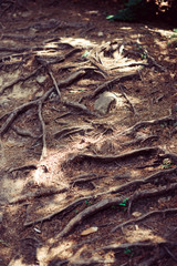 Many tree roots stick out of the ground. Abstract background