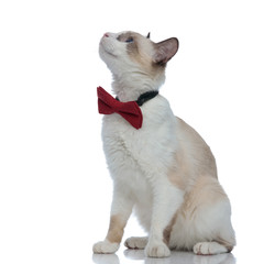 beautiful metis cat with red bowtie sitting and looking up
