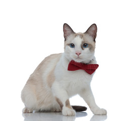 elegant metis cat with red bowtie sitting and looking away