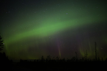 Northern lights over forestscape in the night