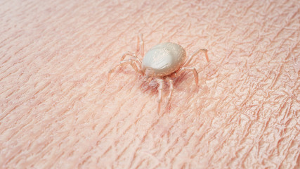 3d rendered medically accurate illustration of a tick larva