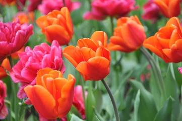 Pomarańczowe rozkwitajace tulipany