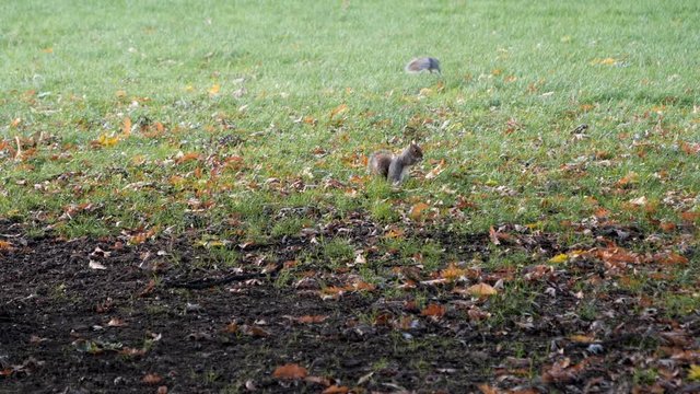 Grey Squirrels playing in Autumn and Fall, Foraging squirrels get chased by dogs and climb trees, Victoria Park, London