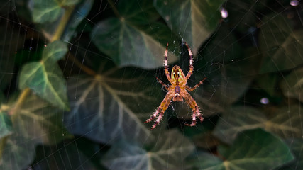The little spider in nature