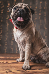 happy pug dog wearing red bowtie sticking his tongue out