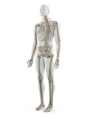 3d rendered medically accurate illustration of the human skeleton