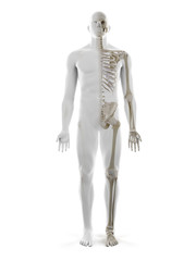 3d rendered medically accurate illustration of the human skeleton
