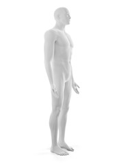 3d rendered medically accurate illustration of the male body