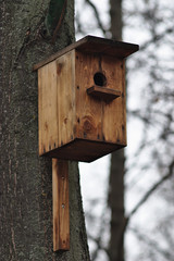 Birdhouse on a tree trunk