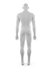 3d rendered medically accurate illustration of the male body