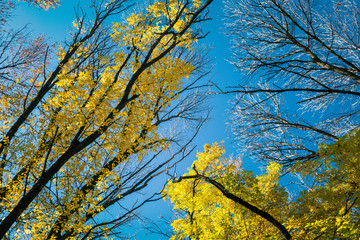 Look at the sky through the leaves of the tree