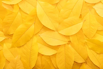 Poster Background from autumn fallen leaves close-up. The texture of the yellow foliage. © ALIAKSANDR