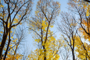 Fototapeta premium Look at the sky through the leaves of the tree