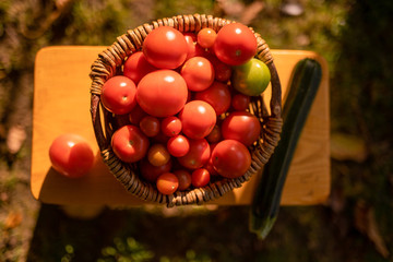 Korb voller Tomaten Ernte 