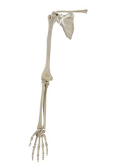 3d rendered medically accurate illustration of the bones of the arm