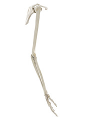Obraz premium 3d rendered medically accurate illustration of the bones of the arm