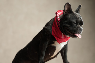 sleepy french bulldog wearing red bandana sitting and panting