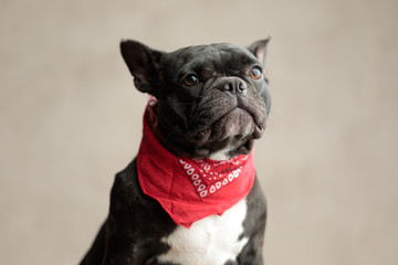 french bulldog wearing red bandana sitting and looking away