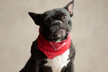  french bulldog wearing red bandana sitting and staring at camera