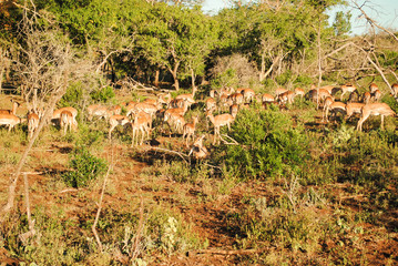 Wild Nyala in South Africa