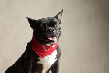 french bulldog wearing red bandana sitting and looking away