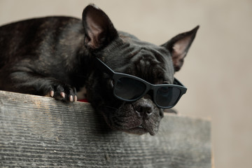 french bulldog wearing sunglasses lying down and looking ahead