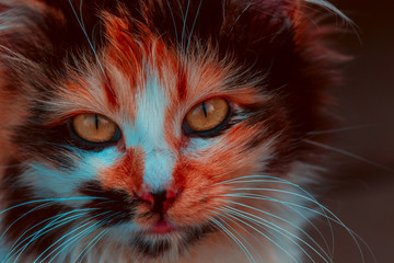 Closeup of red cat face. Fauna background.Pets and lifestyle concept