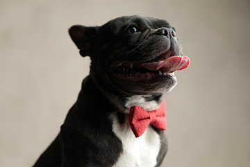 cute french bulldog wearing red bowtie sticking out tongue