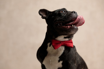 lovely french bulldog wearing red bowtie sitting and looking aside