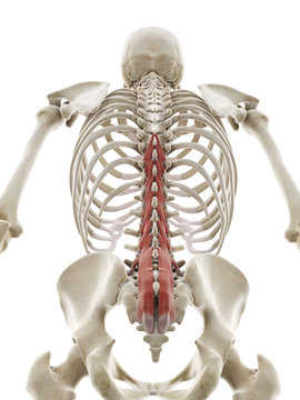 3d rendered medically accurate illustration of the multifidus
