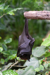 Malaya Flugfuchs